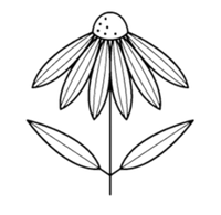 Echinacea