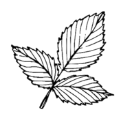 Raspberry Leaf